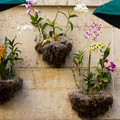 215 - IMG_8899.jpg