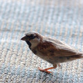 237 - IMG_9348.jpg
