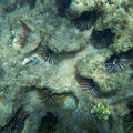 238 - IMG_0868.jpg