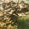 239 - IMG_0876.jpg