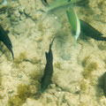 240 - IMG_0894.jpg