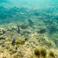 241 - IMG_0897.jpg