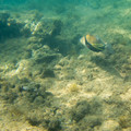 242 - IMG_0906.jpg