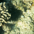 271 - IMG_1006.jpg