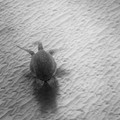 275 - IMG_1031.jpg