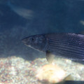 305 - IMG_9752.jpg