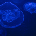 320 - IMG_9825.jpg