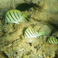 349 - IMG_1130.jpg