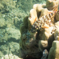 350 - IMG_1133.jpg